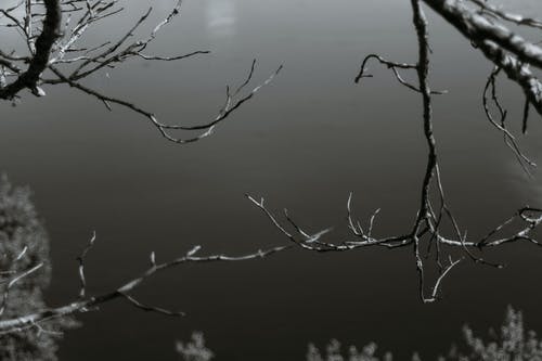 有关bw, 乾的, 冷静的免费素材图片