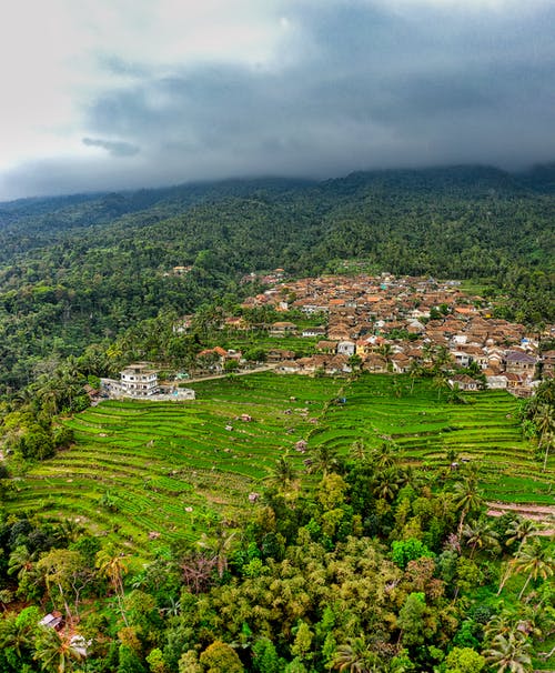 有关冷静, 丛林, 和平的的免费素材图片