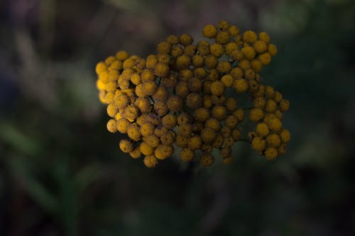有关半球, 味道, 场景的免费素材图片