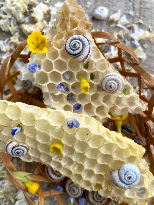 蜡蜂窝贝壳和花 · 免费素材图片