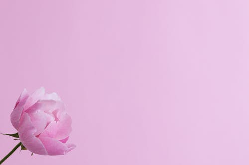 粉红色的背景上的粉红色花 · 免费素材图片