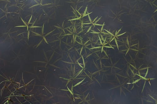 有关不变, 场景, 增长的免费素材图片