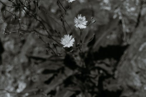 有关bw, 一般开销, 俯视图的免费素材图片