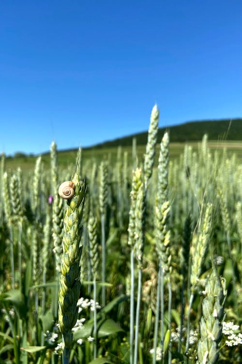 黑麦生长在农村中的字段 · 免费素材图片