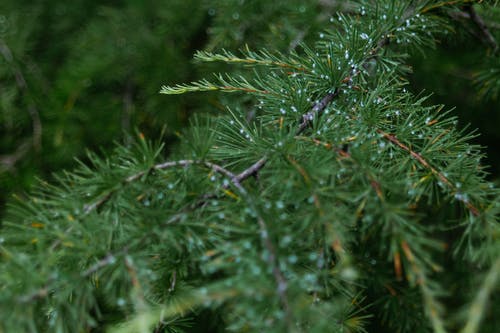 有关不变, 公园, 冬季的免费素材图片