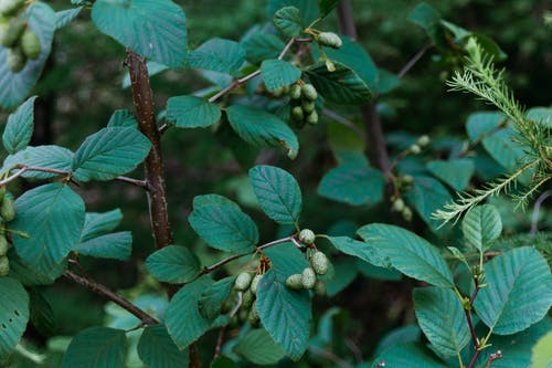 有关不变, 公园, 冰淇淋甜筒的免费素材图片