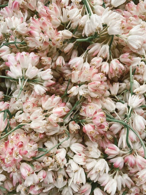精致的白色和粉红色花朵堆积在一起 · 免费素材图片