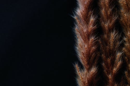黑色背景上的棕色皮毛 · 免费素材图片