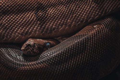 有关python, 动物摄影, 捕食者的免费素材图片