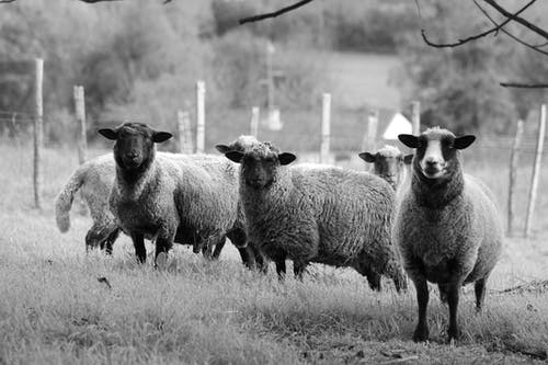 有关吃草, 羊, 羊群的免费素材图片