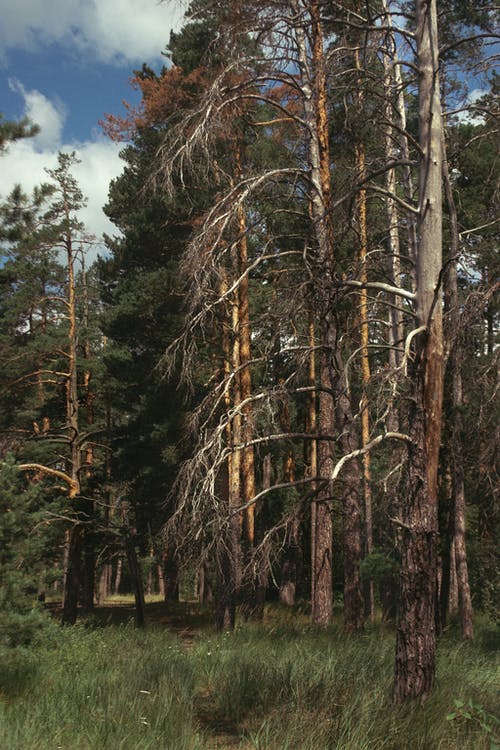 有关乾的, 公园, 分公司的免费素材图片