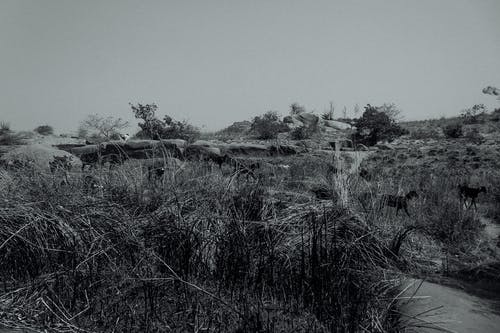 有关bw, 一群动物, 动物的免费素材图片