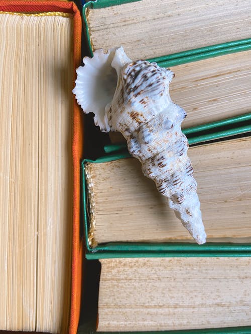 大壳放在堆积的书上 · 免费素材图片
