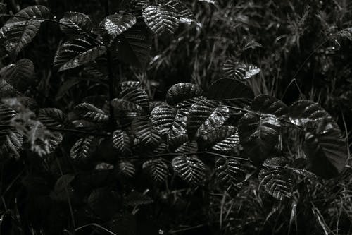 有关bw, 公园, 分公司的免费素材图片