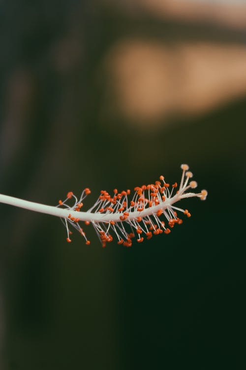 有关垂直拍摄, 天性, 微距拍摄的免费素材图片