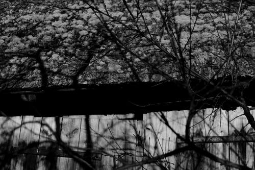 有关bw, 乾的, 全画幅的免费素材图片