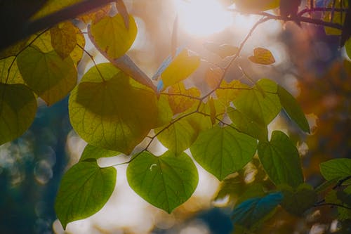 有关充满活力, 公园, 冷静的免费素材图片