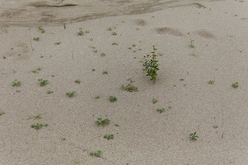 有关不变, 乾的, 土的免费素材图片