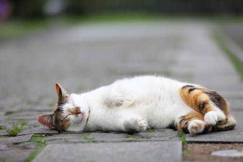 有关动物, 动物摄影, 午睡的免费素材图片