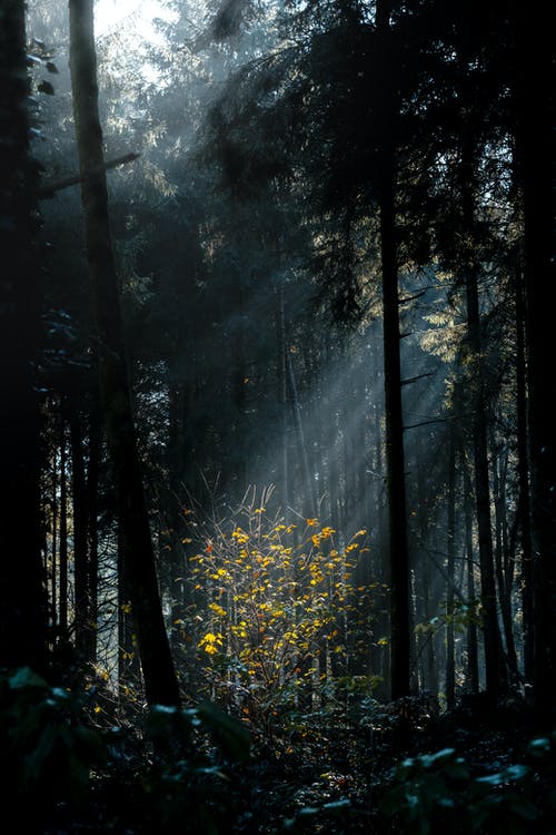 有关forestpark, 光与影, 垂直拍摄的免费素材图片