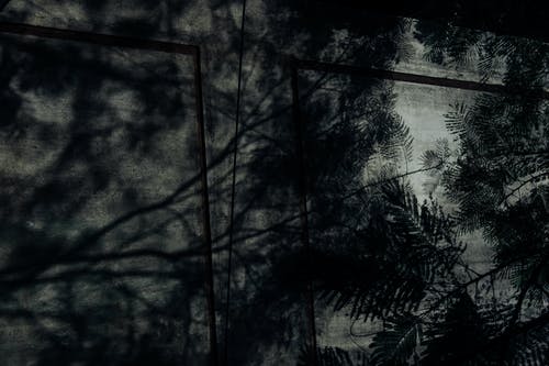 有关bw, 公园, 分公司的免费素材图片