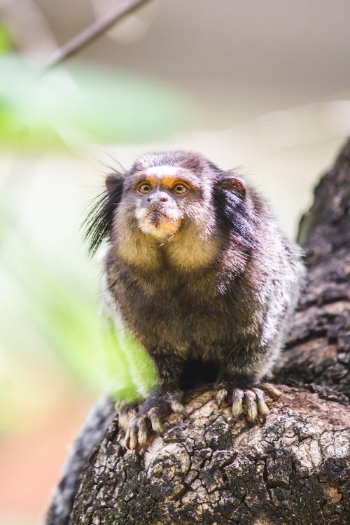 有关动物, 动物摄影, 可爱的免费素材图片