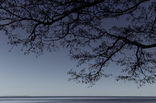 有关冷静, 分公司, 和平的的免费素材图片