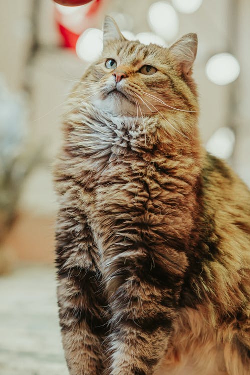 有关光, 公寓, 利益的免费素材图片