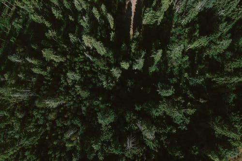 茂盛的常绿乔木生长在无尽的树林中 · 免费素材图片