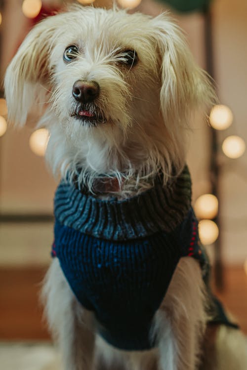 有关伴侣, 光, 公寓的免费素材图片