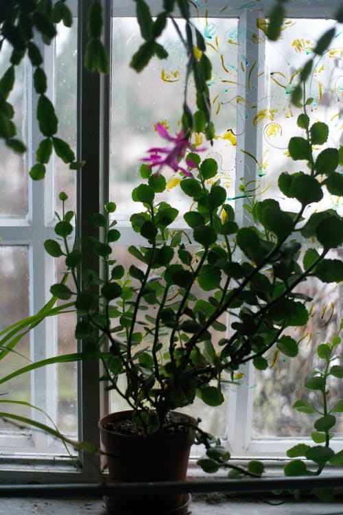 有关住宅, 元素, 和平的的免费素材图片