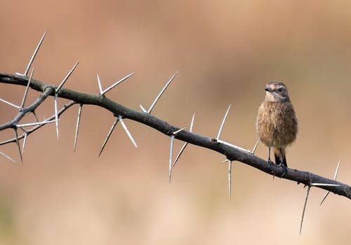 有关stonechat, 分公司, 刺的免费素材图片