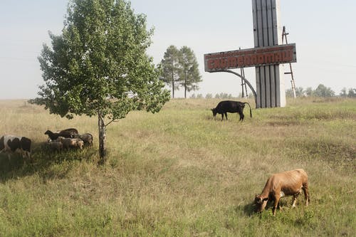 有关一群动物, 冷静, 动物的免费素材图片