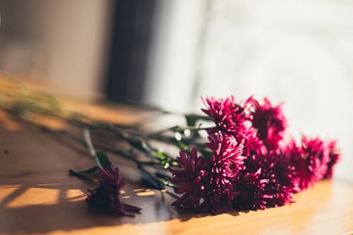 有关一串, 植物群, 模糊的免费素材图片