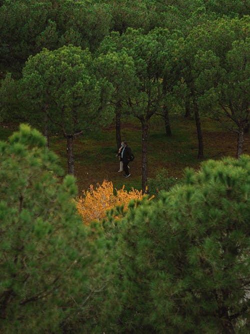 有关一对, 原本, 垂直拍摄的免费素材图片