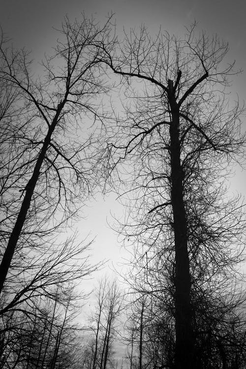 有关低角度拍摄, 垂直拍摄, 无叶的树木的免费素材图片