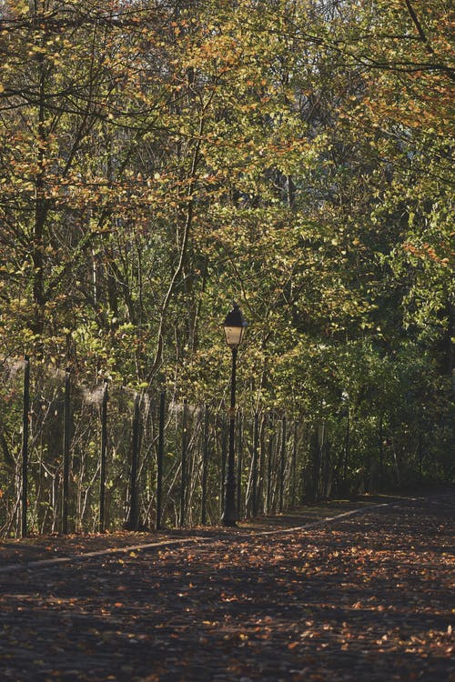 有关垂直拍摄, 树木, 秋天的免费素材图片