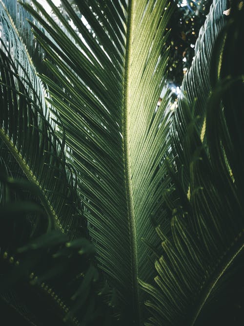 有关垂直拍摄, 天性, 棕榈树叶的免费素材图片