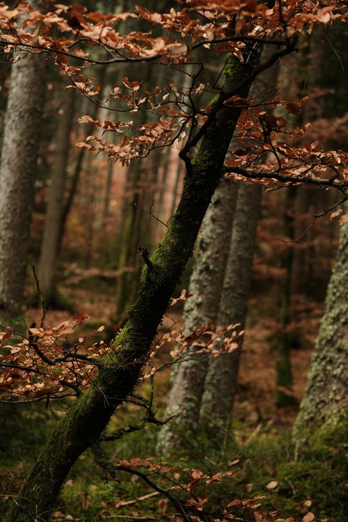 有关垂直拍摄, 天性, 棕色的叶子的免费素材图片