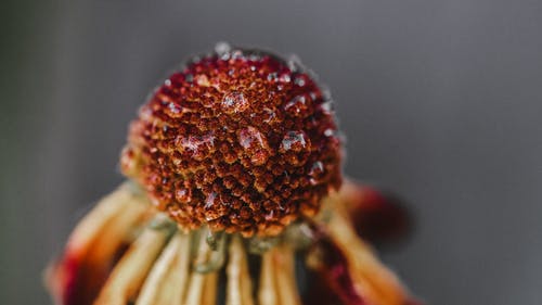 有关头花, 微距摄影, 水滴的免费素材图片