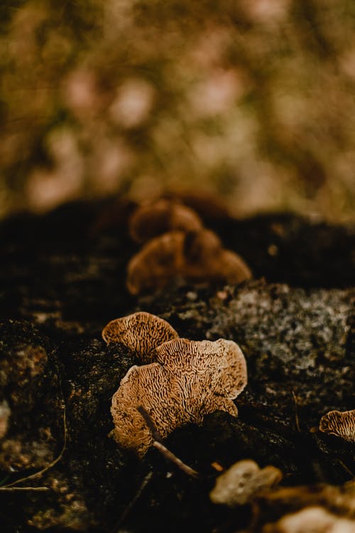 黑土壤上的棕色蘑菇 · 免费素材图片