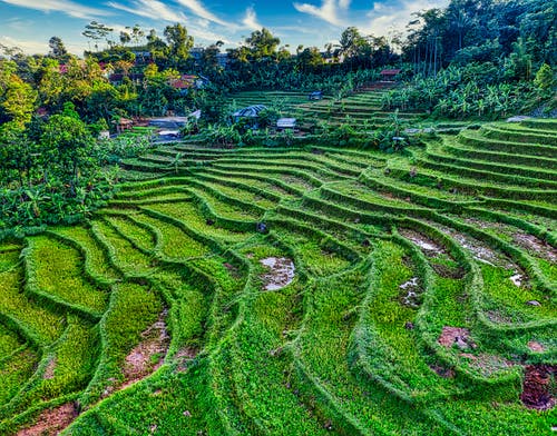 有关亚洲, 住宅, 农艺学的免费素材图片