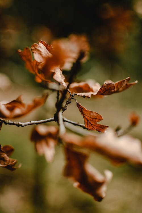 棕色叶子在倾斜移位透镜 · 免费素材图片