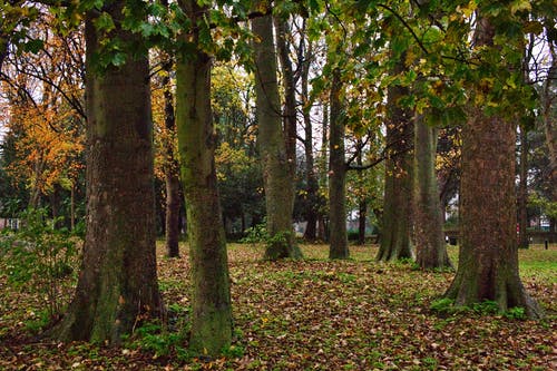 有关天性, 森林, 树干的免费素材图片