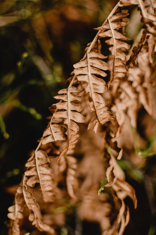 棕色干树叶在倾斜移位镜 · 免费素材图片