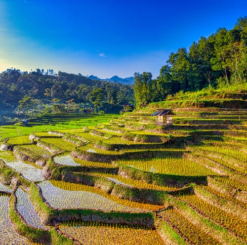 有关农业用地, 林场, 水稻梯田的免费素材图片