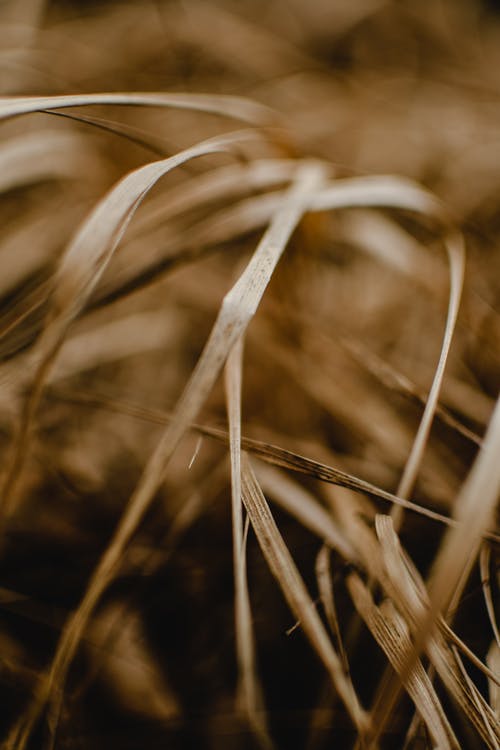 棕色小麦在关闭摄影 · 免费素材图片
