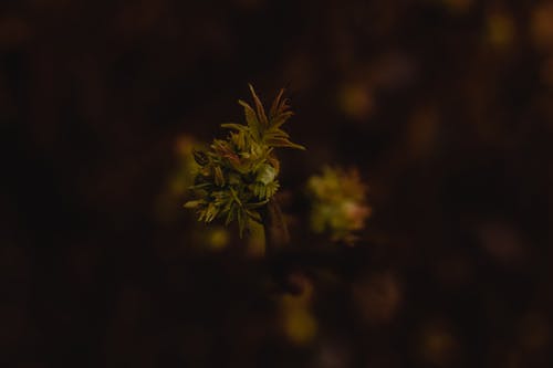 绿色的植物，在关闭了摄影 · 免费素材图片