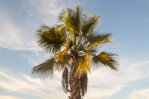 有关低角度拍摄, 扇棕榈, 树的免费素材图片