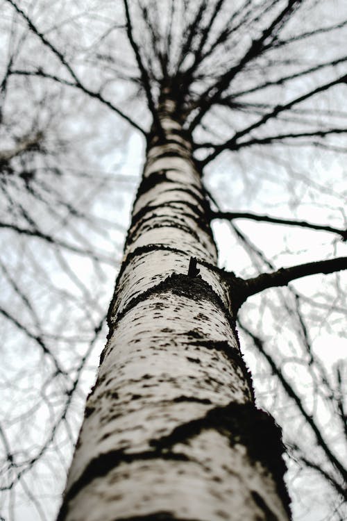 棕树的低角度摄影 · 免费素材图片